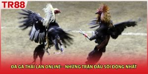 Đá Gà Thái Lan Online – Những Trận Đấu Sôi Động Nhất