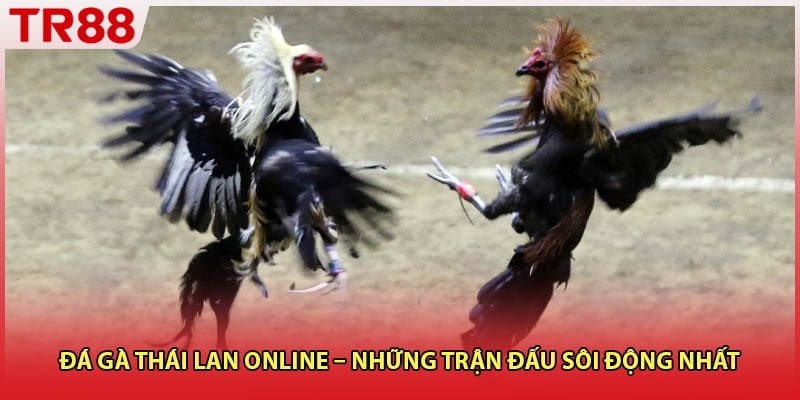 Đá Gà Thái Lan Online – Những Trận Đấu Sôi Động Nhất