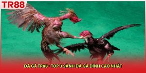 Đá Gà TR88 - Top 3 Sảnh Đá Gà Đỉnh Cao Nhất