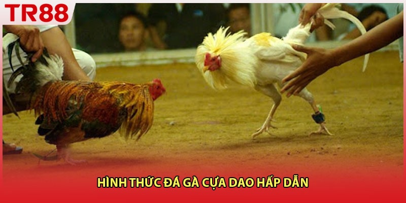 Hình thức đá gà cựa dao hấp dẫn